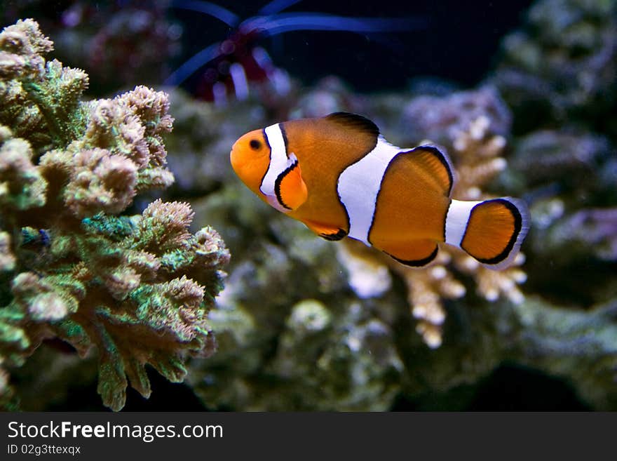 A photograph of an anemonefish, also known as a clownfish, swimming underwater with other sea life in the background. A photograph of an anemonefish, also known as a clownfish, swimming underwater with other sea life in the background