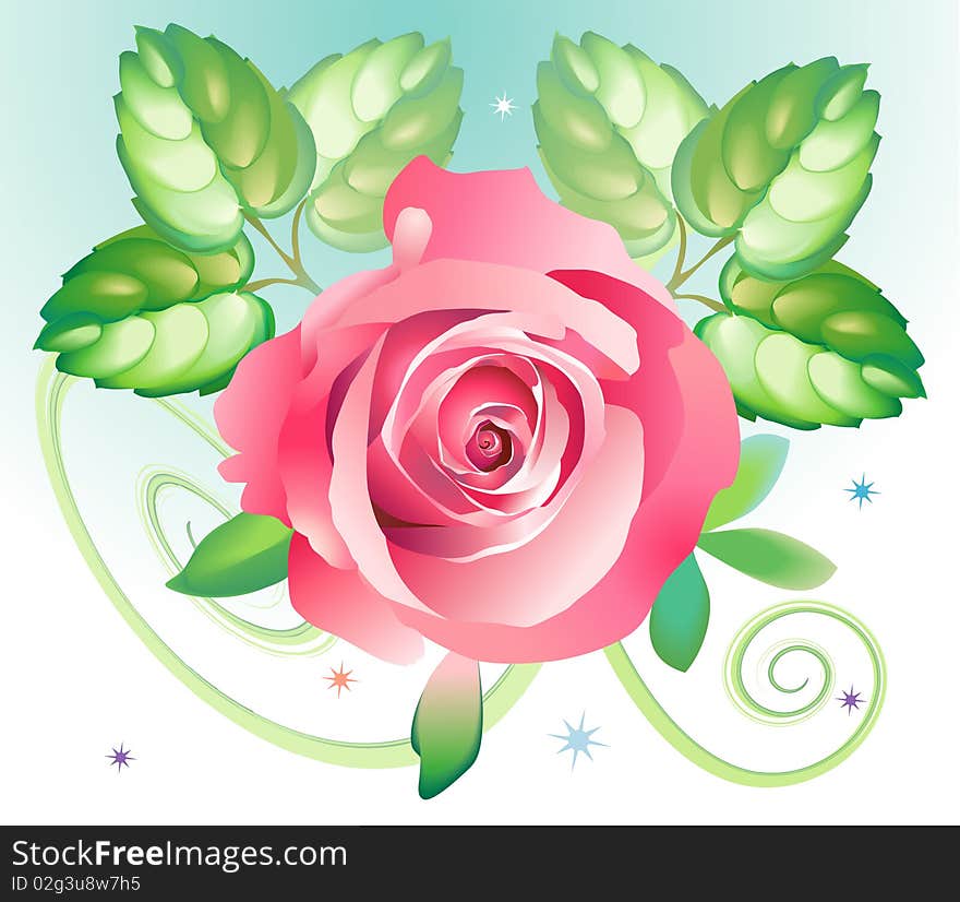 Pink rose for postcard, for design. Pink rose for postcard, for design