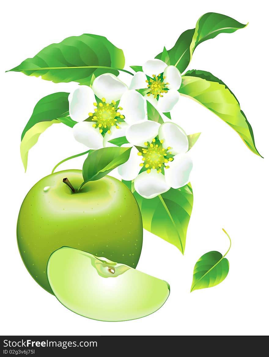 Apple flowering, green apple with apple's flowers