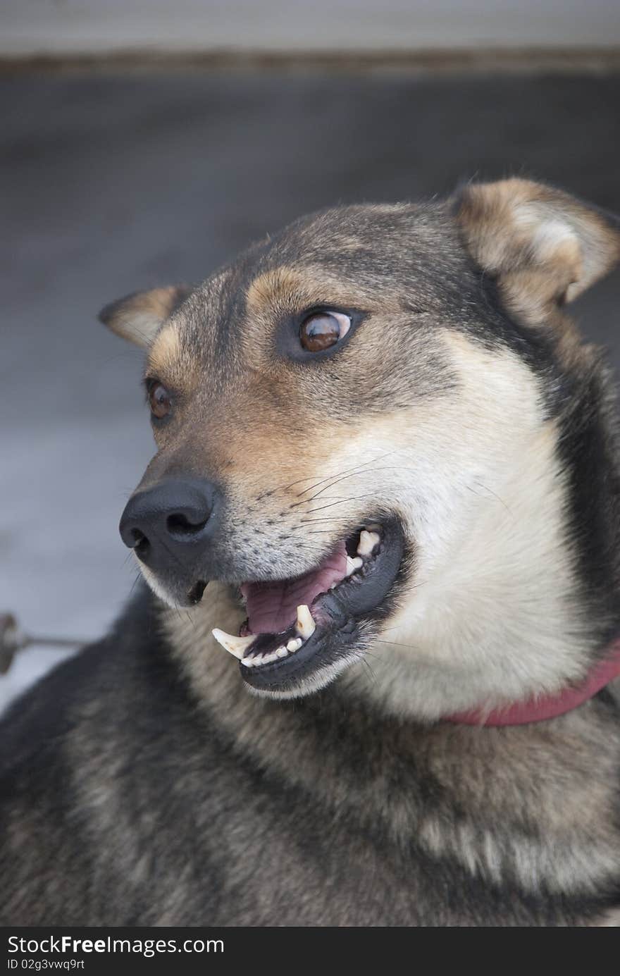 Husky cross for dog sledging in panorama canada. Husky cross for dog sledging in panorama canada