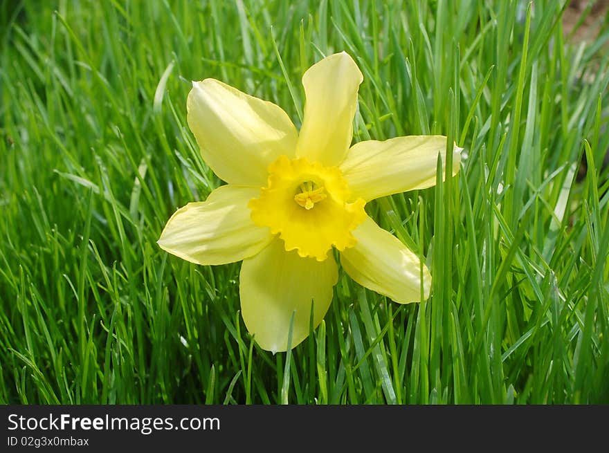 Macro photo of yellow daffodil in grass