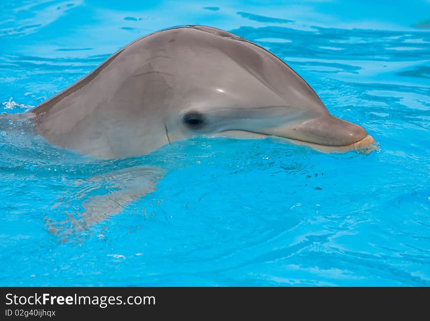 Bottlenose dolphin in the pool