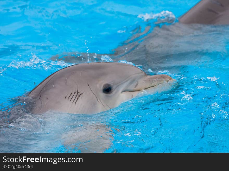 Bottlenose dolphins in the pool, vibrance increased