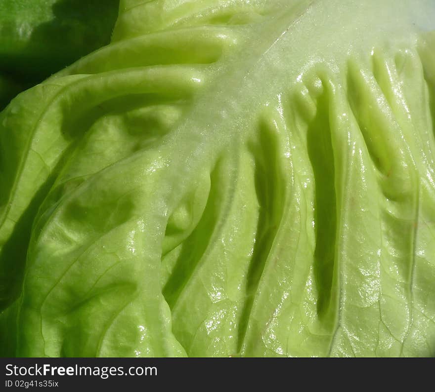 Closeup of whole green leafy vegetables for salad .
Laitue Salad close up