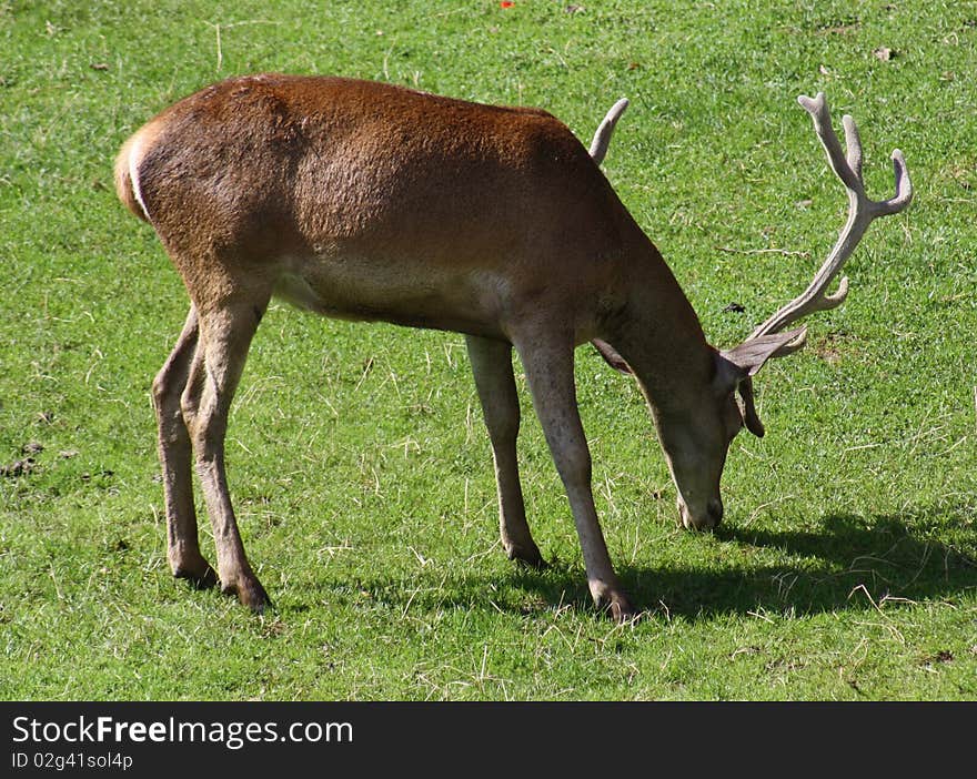 Deer belonging to the zoo of Pamplona of The Taconera, Navarra, Spain. Deer belonging to the zoo of Pamplona of The Taconera, Navarra, Spain.