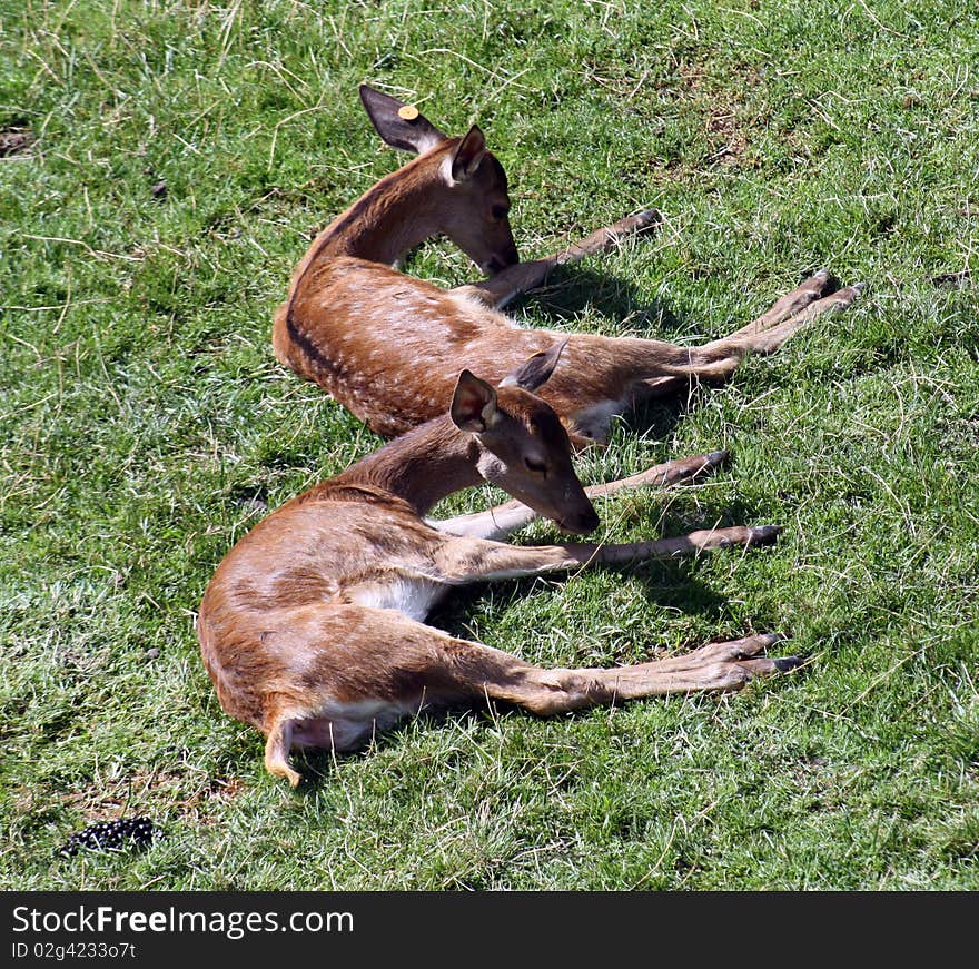 Two fawns knocked down to the Sun.