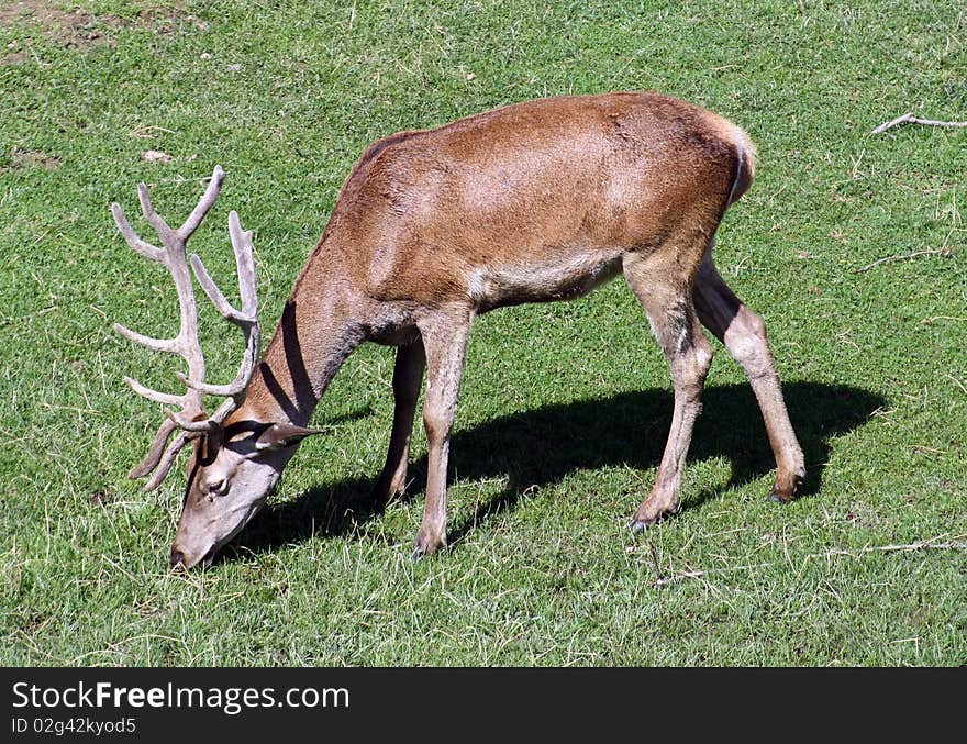 Deer belonging to the zoo of Pamplona of The Taconera, Navarra, Spain. Deer belonging to the zoo of Pamplona of The Taconera, Navarra, Spain.