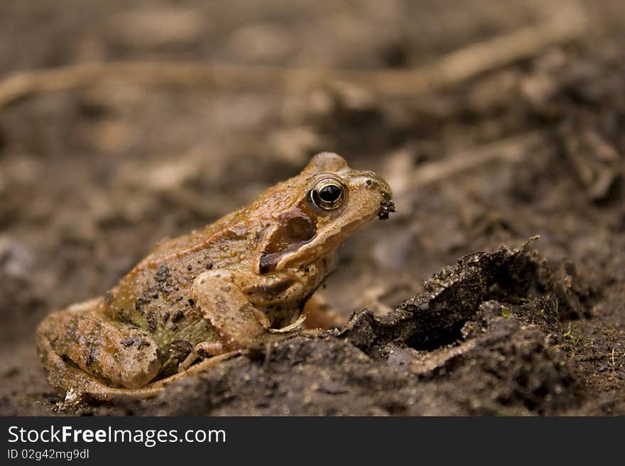 A frog in the nature