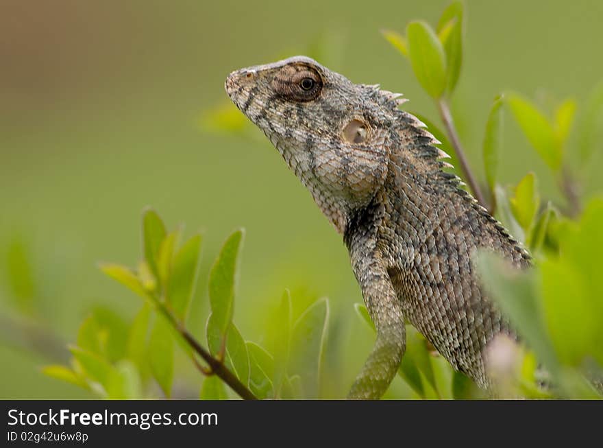 Still-posed chameleon in bushes