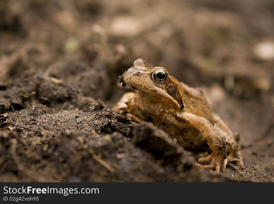 A frog in the nature