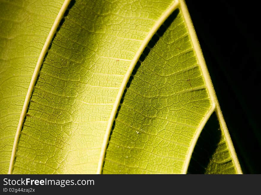 The underside of a fig leaf at sundown with shadows. The underside of a fig leaf at sundown with shadows.