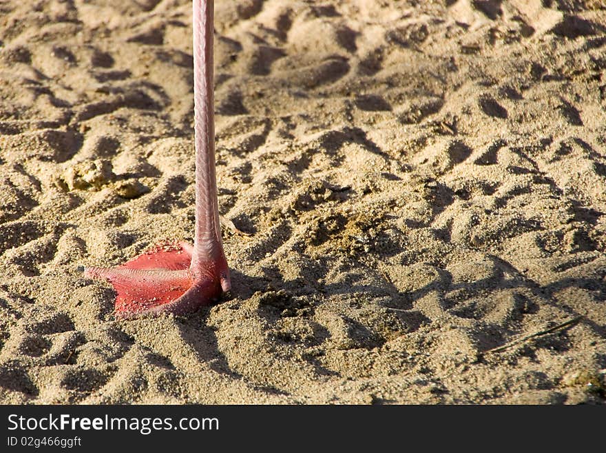 Flamingo Foot