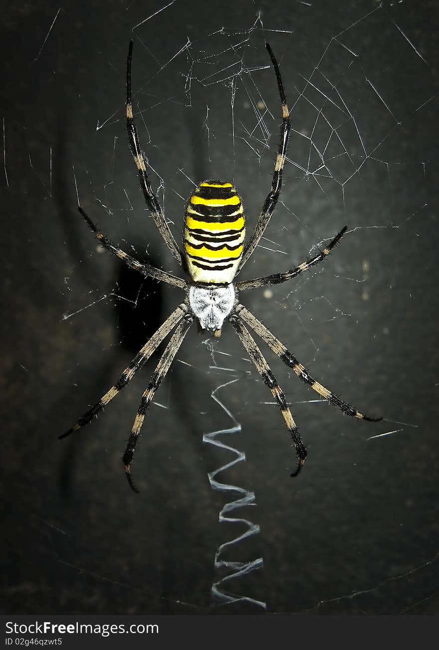 Dreadful spider on the dark background.