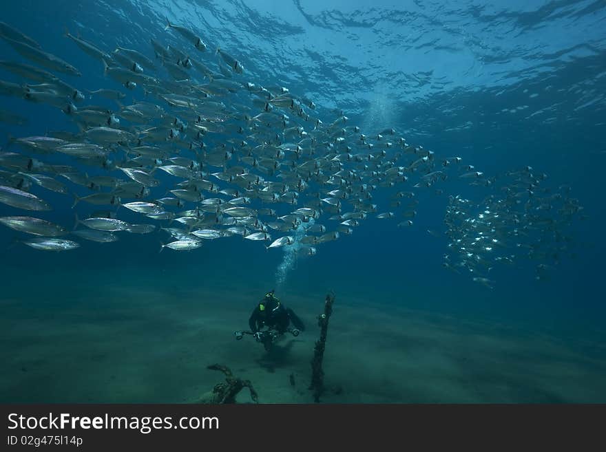 Mackerel school feeding taken in the Red Sea.