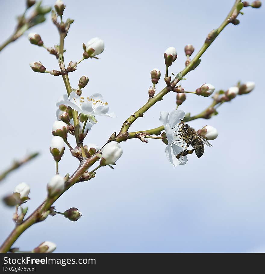 Little bee collects nectar from flowers