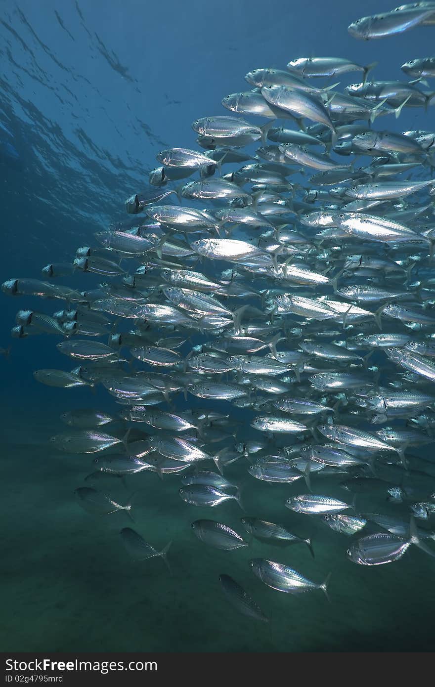 Mackerel school feeding taken in the Red Sea.