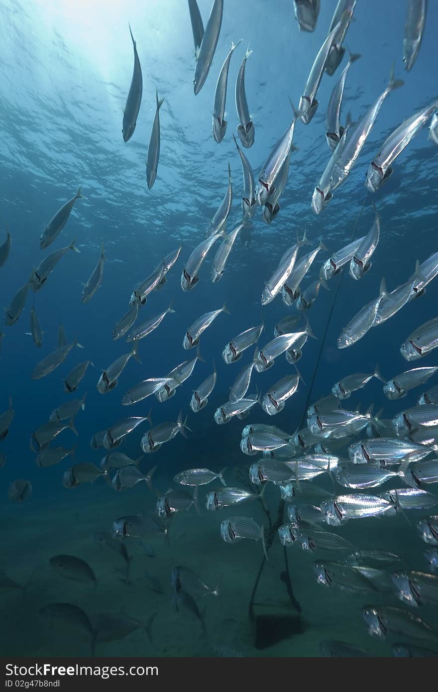 Mackerel School Feeding