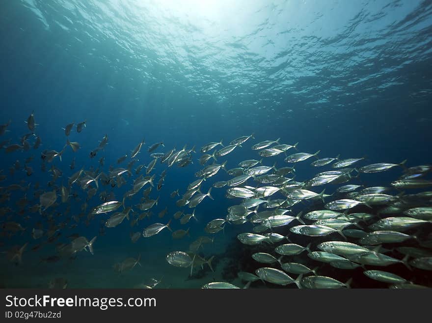 Mackerel school feeding taken in the Red Sea.