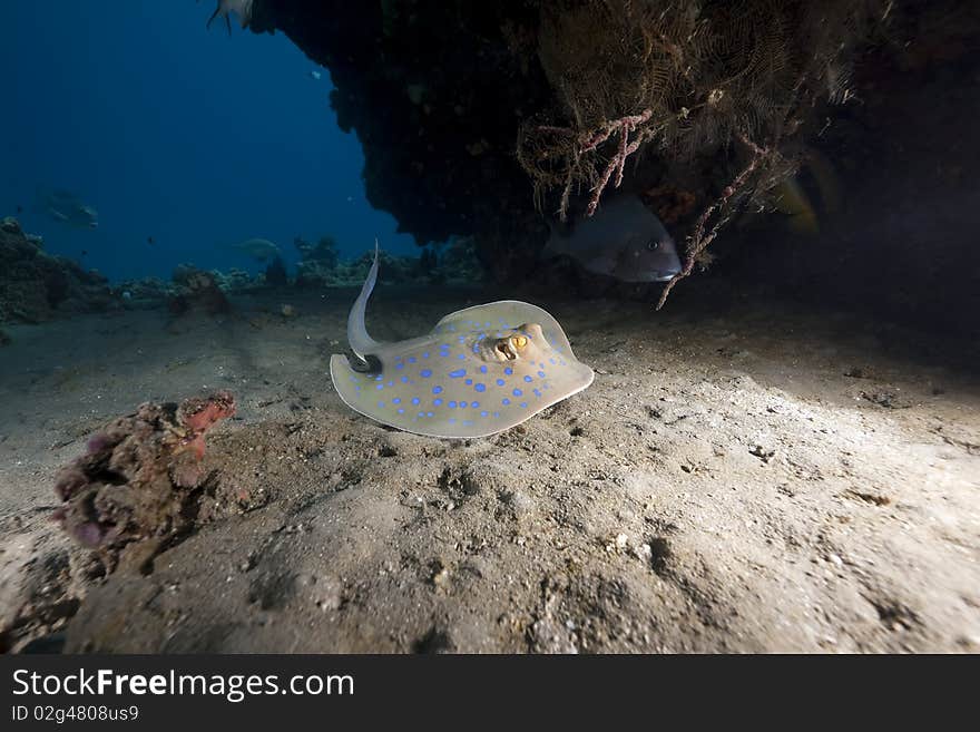 Bluespotted stingray and ocean