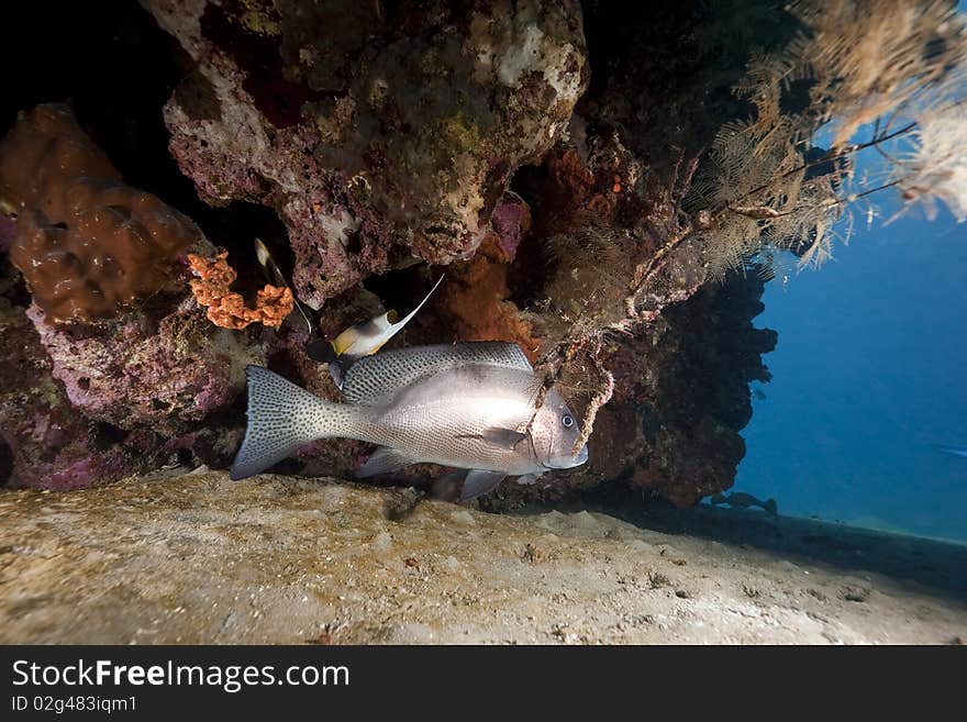 Sweetlip and oceantaken in the Red Sea.