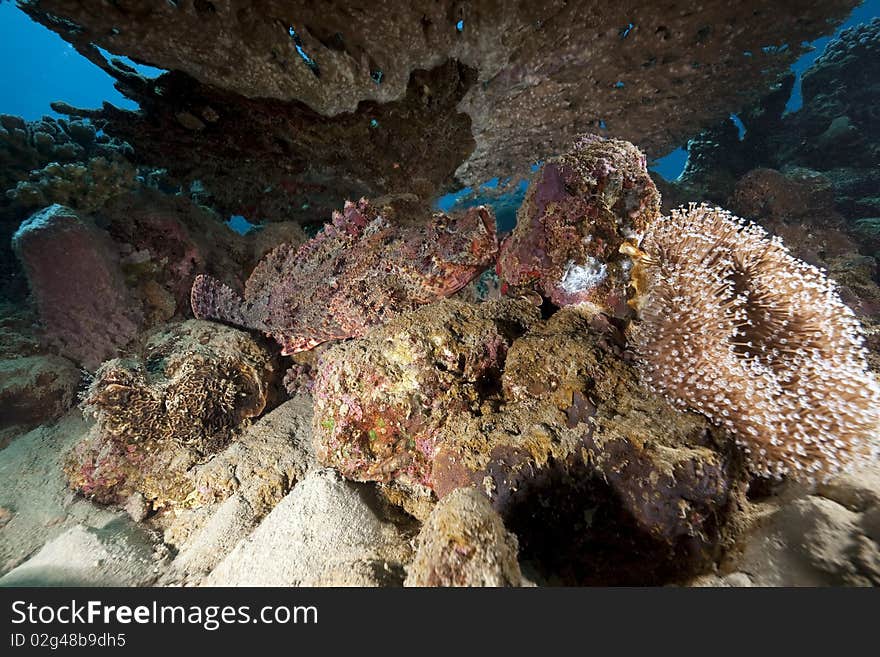 Scorpionfish and coral taken in the Red Sea.