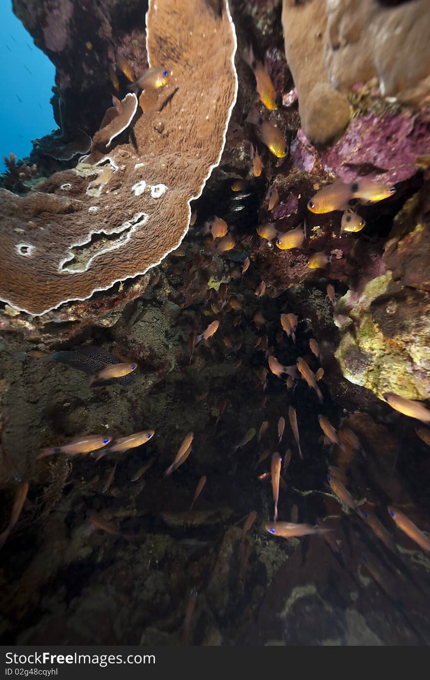 Coral and sweepers taken in the Red Sea.