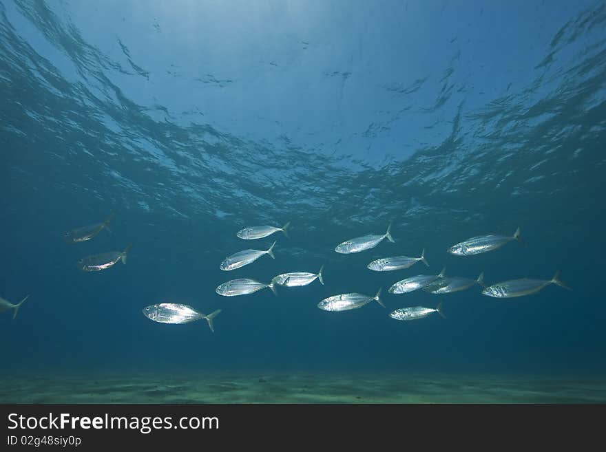 Mackerel school feeding taken in the Red Sea.