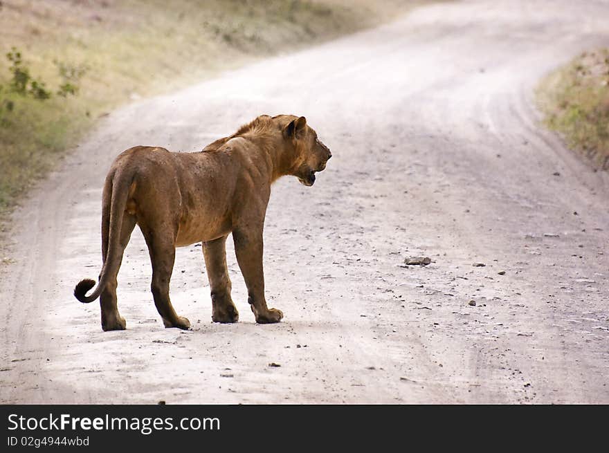 Wild male lion paused on trail in kenya whilst the pride follows. Wild male lion paused on trail in kenya whilst the pride follows