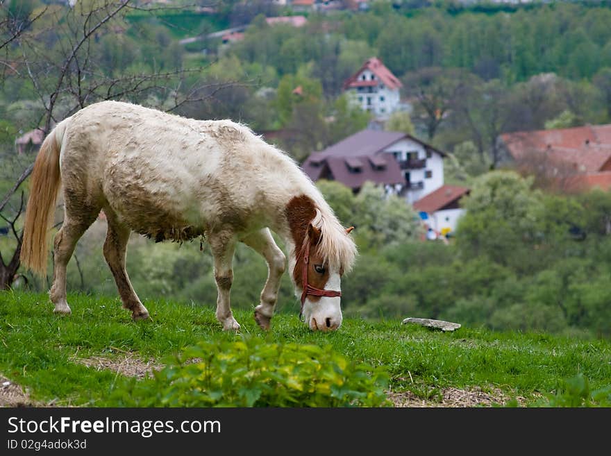 Mud covered gray gelding standing in a pasture eating. Mud covered gray gelding standing in a pasture eating