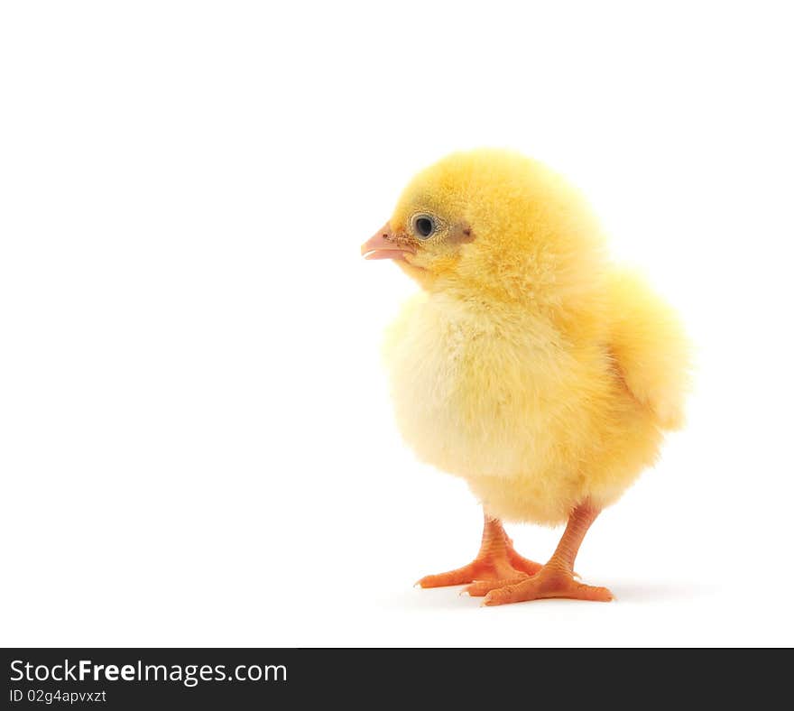 Chicken who is represented on a white background