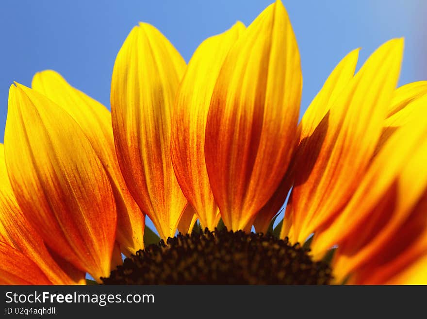 Sunflower in summertime and blue sky