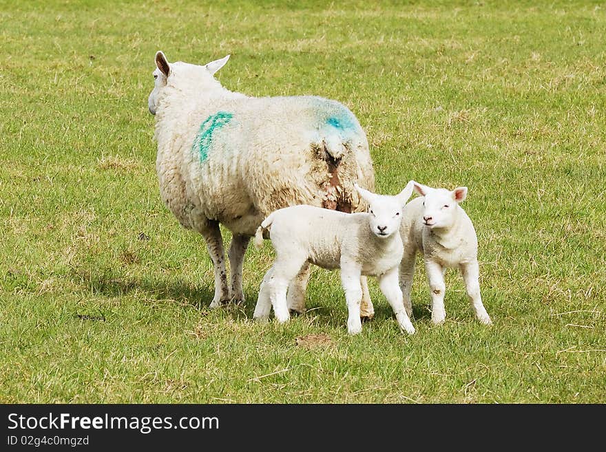 Spring Lambs