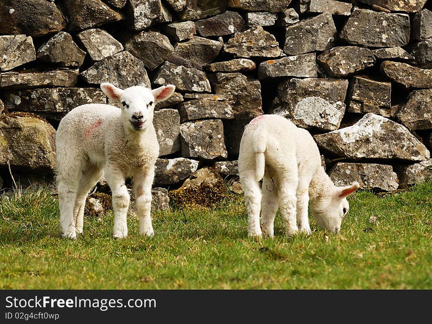 Spring Lambs