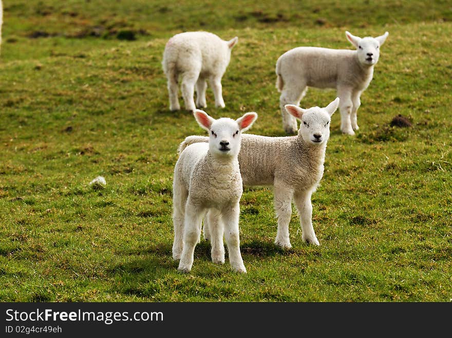 Four new spring lambs watching