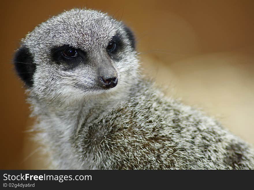 Meerkat