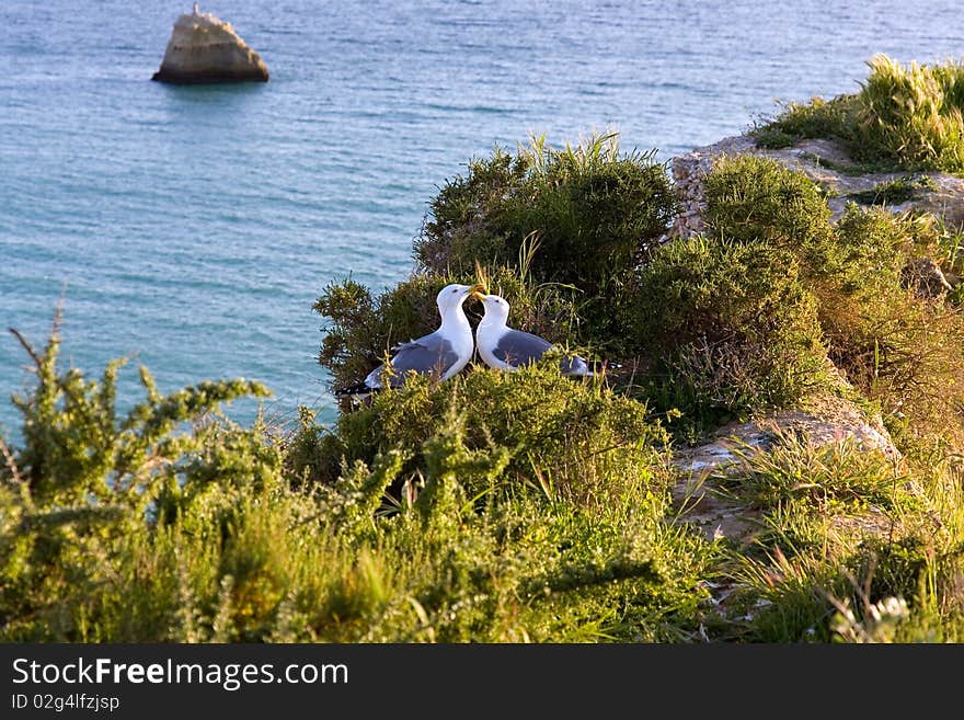 Seagulls in Love,praia da rocha beach,portugal