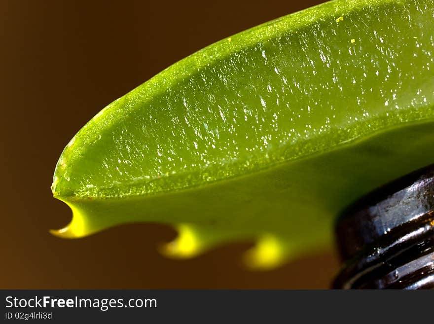 Aloe - shallow depth of field