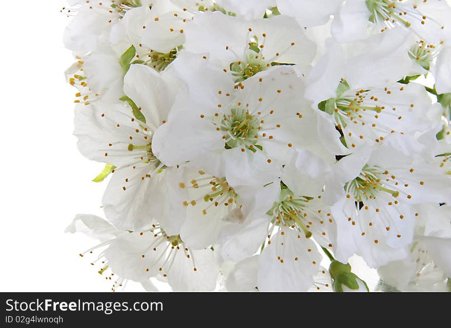 Prunus on a white background. Prunus on a white background