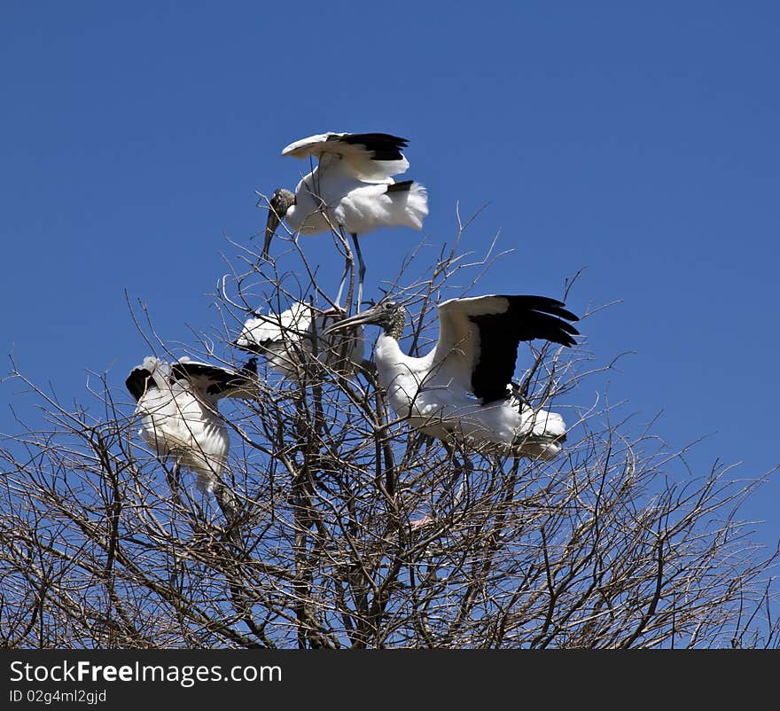 Wood stork (Mycteria americana) in the natural habitat. St. Augustine Alligator Farm Zoological Park, Florida.