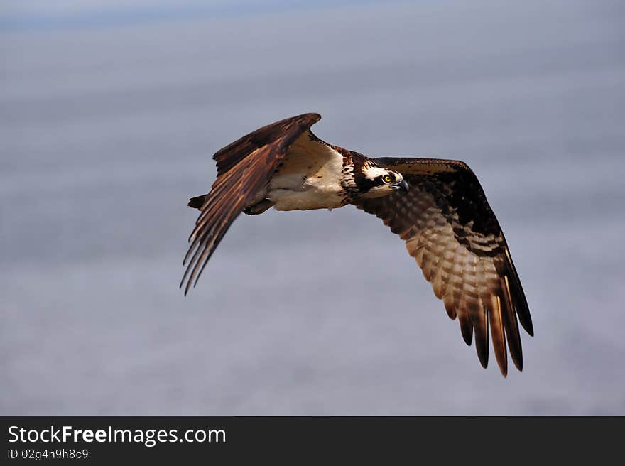 Closeup of Osprey flying