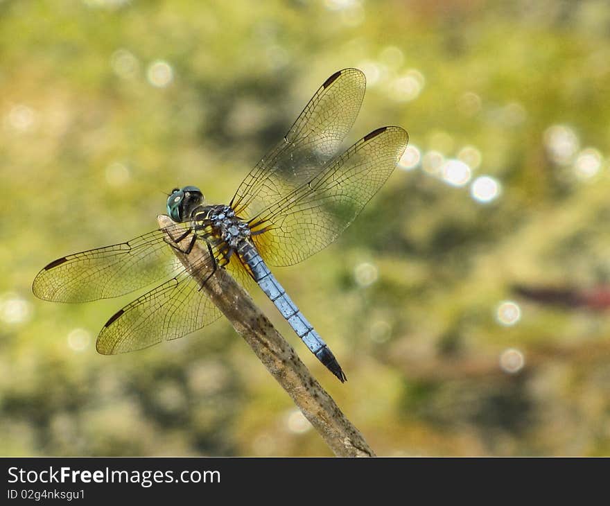 Blue Dragonfly