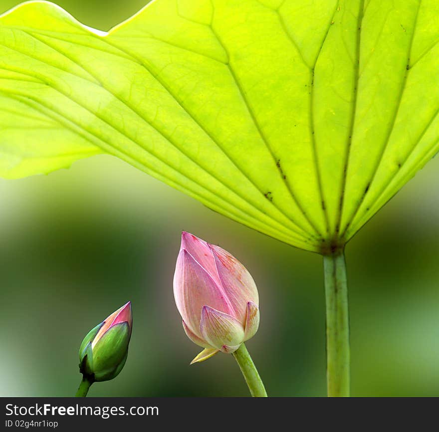 The lotus pond bloom in summer