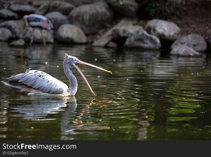 Flamingo floting swim