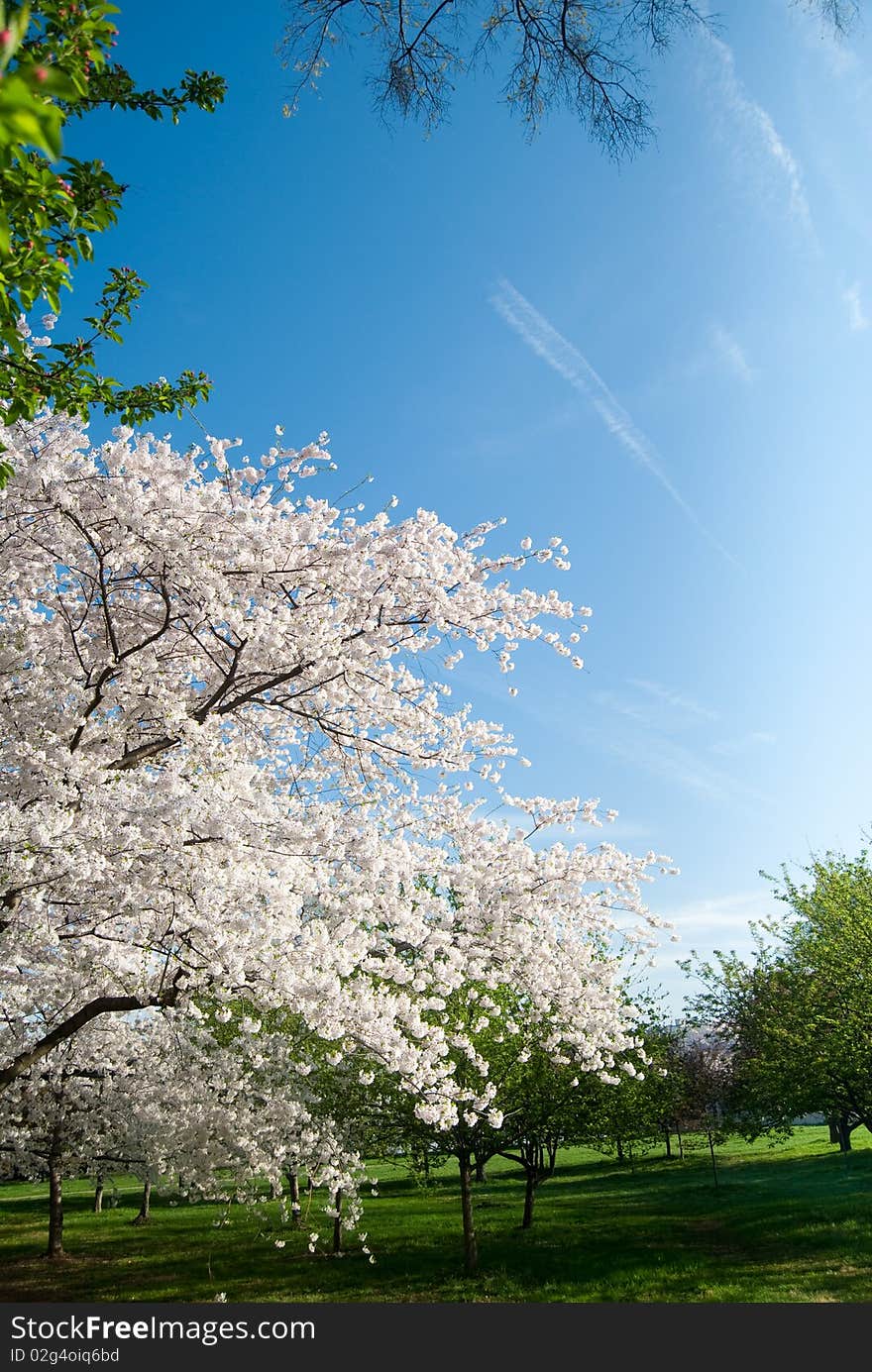 Cherry Blossoms