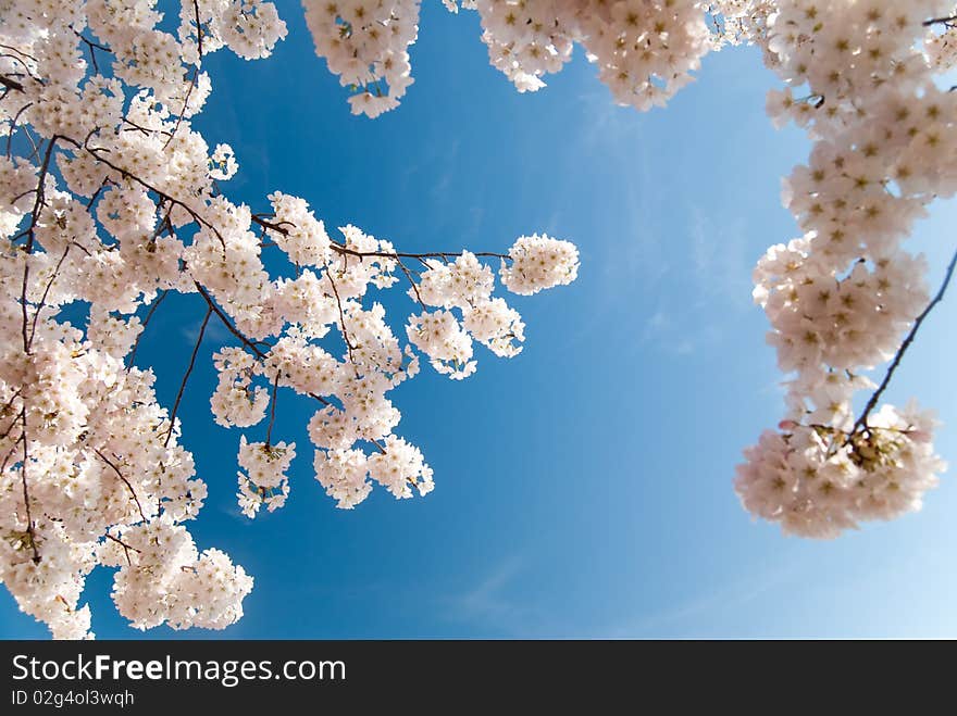 Cherry Blossoms 4