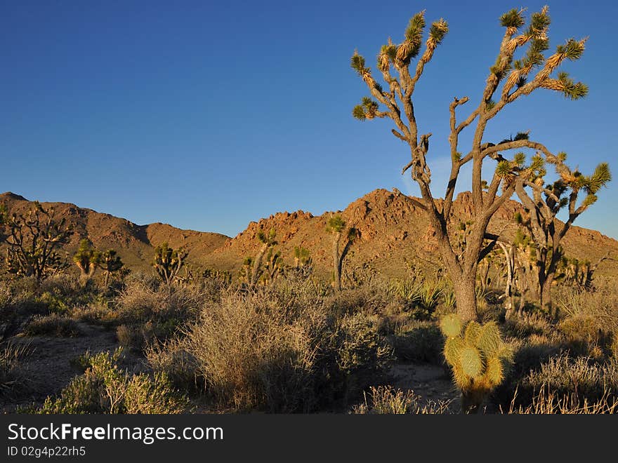 Joshua Tree in the Mojave National Preservation. Joshua Tree in the Mojave National Preservation