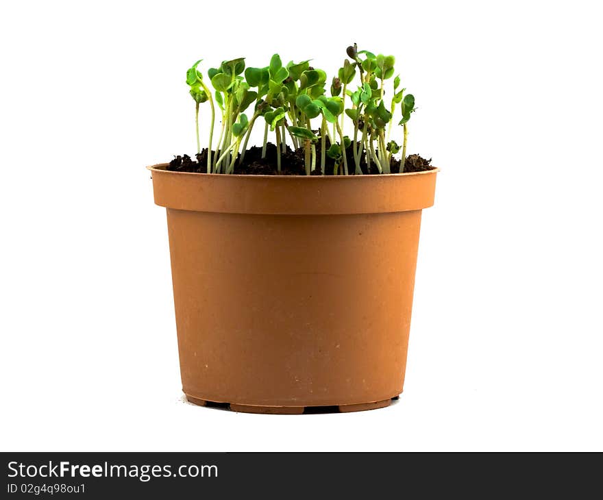 Descents of plants in a flowerpot on a white background. Descents of plants in a flowerpot on a white background