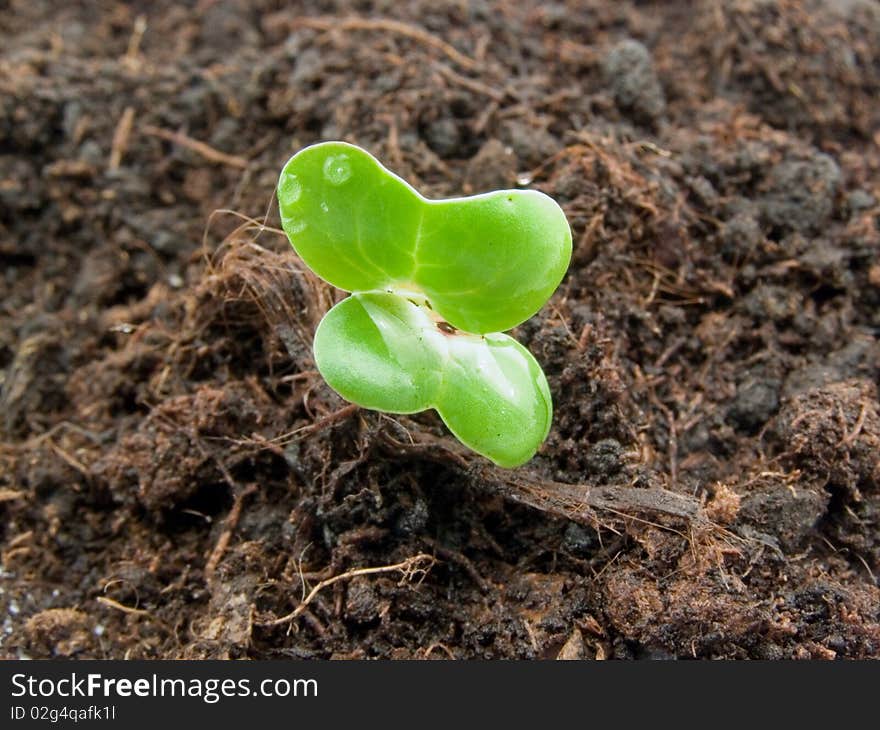 Small green plant on background of ground close-up. Small green plant on background of ground close-up