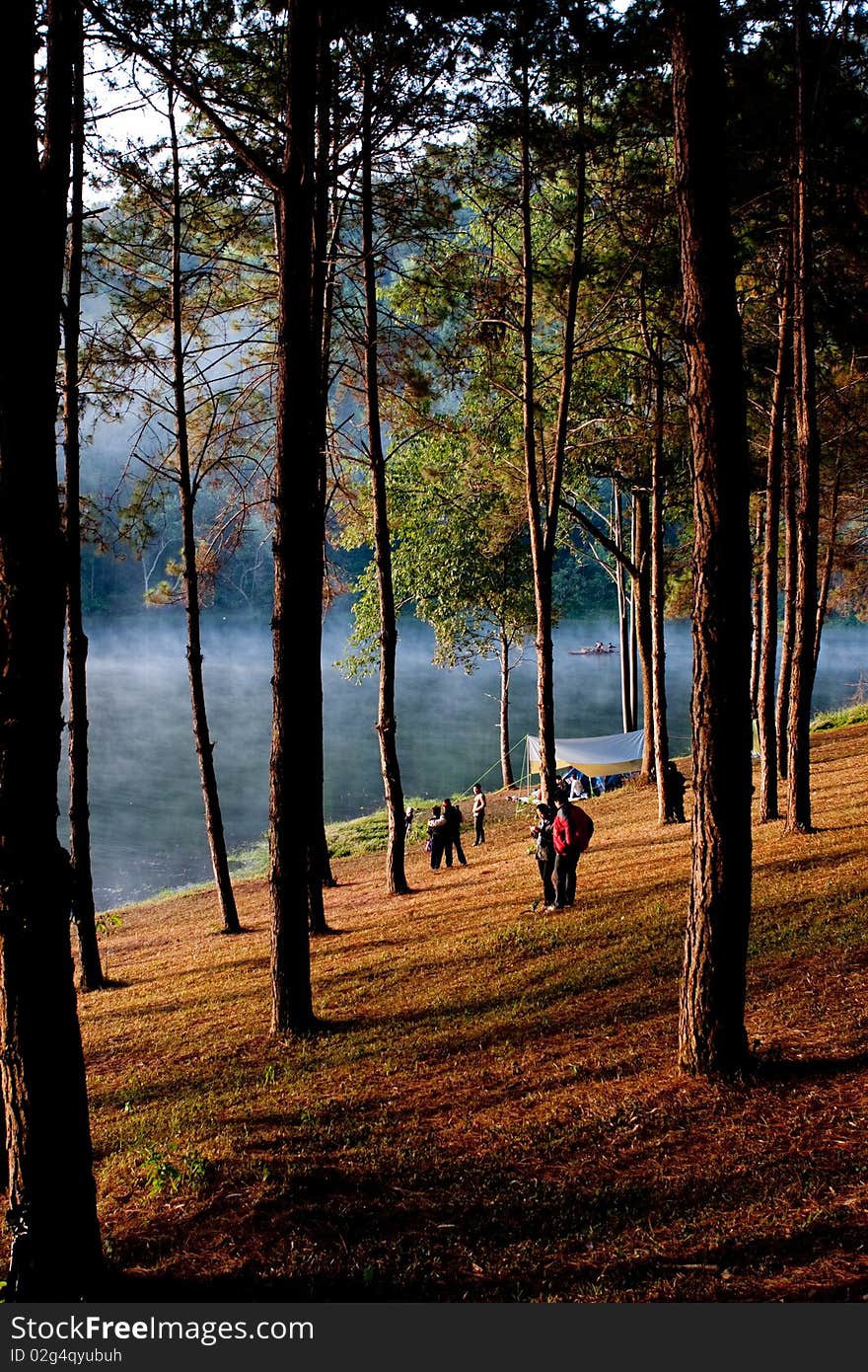 Lake tropical forest