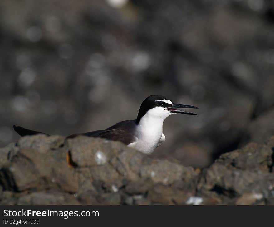 Bridled Terns (Sterna  anaethetus